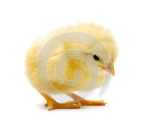 Chick