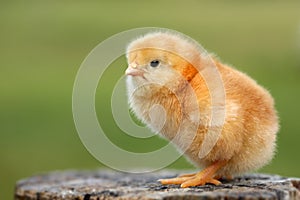 Chick