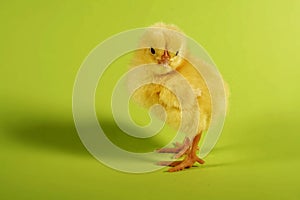 chick