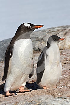 Chick and adult bird Gentoo penguin near