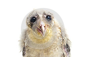 A chick of Barn Owl tyto alba isolated on white