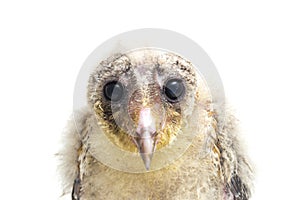 A chick of Barn Owl tyto alba isolated on white