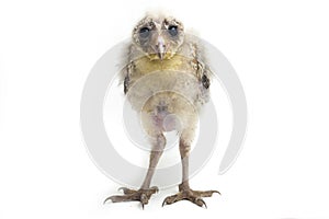 A chick of Barn Owl tyto alba isolated on white