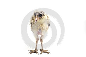 A chick of Barn Owl tyto alba isolated on white