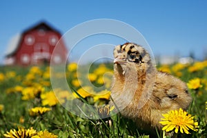 Ameraucana Chick in the Barnyard