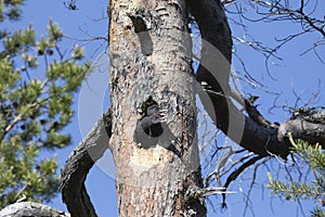 Chick of a black woodpecker peek out from hollow