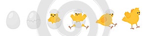 Chick born. Easter newborn chicks hatching from egg. Yellow cute cartoon chicken, farm baby bird. Little domestic animal