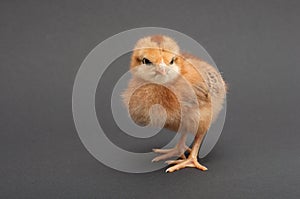 Chick brown.  on gray background