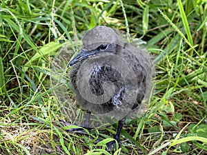 Chick of brown noddy