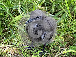 Chick of brown noddy photo