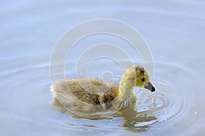 Chick of Canada goose