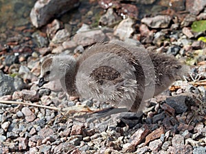A chick of Canada goose