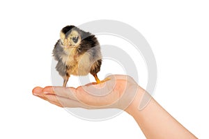 chick on a child hand