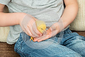 chick in children hands, close-up