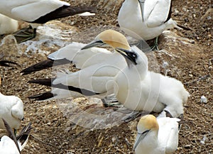 Chick with closed eyes