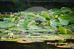 Chick of Common moorhen or waterhen on wild water lily green leaves on pond