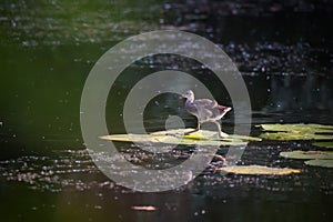 Chick of Common moorhen or waterhen on wild water lily green leaves on pond