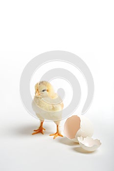 Chick and cracked egg