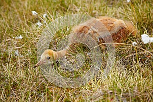 Chick of crane