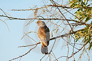 A chick cuckoo sits on a tree branch. Cuculus canorus