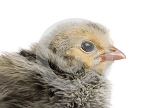 Chick, 2 days old, in front of white background, studio shot