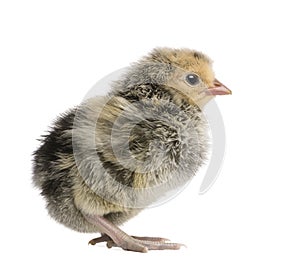 Chick, 2 days old, in front of white background, studio shot
