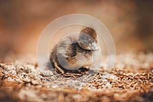 Chick duck is sitting in grass of forest, rescue from fire and pollution