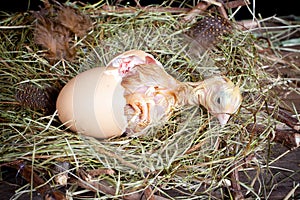 Chick in egg