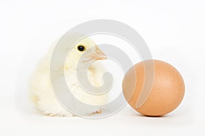 Chick and egg