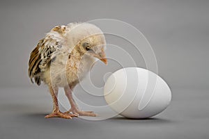 Chick and egg