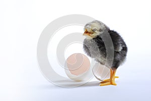Chick and egg