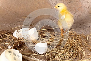 Chick and egg with calendar