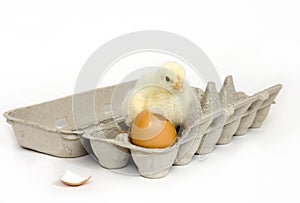 Chick in an egg carton