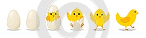 Chick in egg. Chick hatch from cracked egg. Cute chicken with character. Yellow easter bird for baby. Newborn chicken with step of