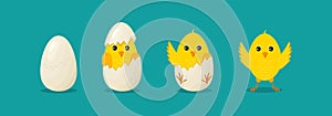 Chick from egg. Easter chickens. Cracked egg with chick. Steps of cartoon bird. Yellow little animal with cute character. Funny