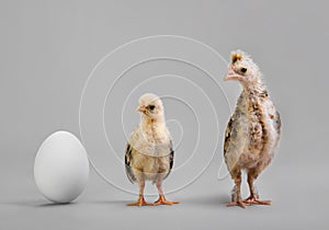 Chick and egg