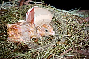 Chick egg and nest
