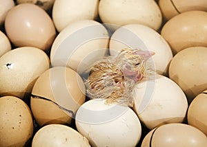 The chick on the eggs in the incubator