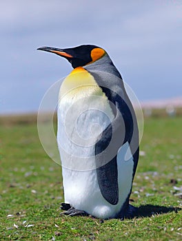 Chick emperor penguin