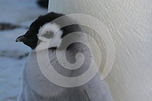 Chick (Emperor penguin)