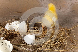Chick escapes from egg