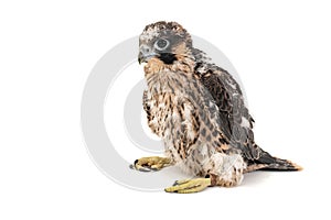 Chick falco peregrine, Falco peregrinus, on white background. 27 days old