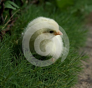 Chick. The first walk.