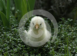Chick. The first walk.