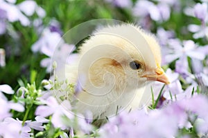 Chick in Flowers