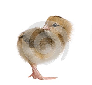 Chick in front of white background
