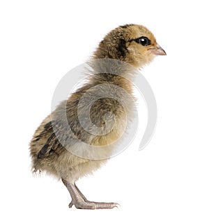 Chick in front of white background