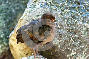 Chick in Garden of the Nations Park in Torrevieja. Alicante, on the Costa Blanca. Spain