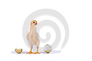 chick and golden egg in studio against a white background