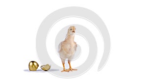 chick and golden egg in studio against a white background